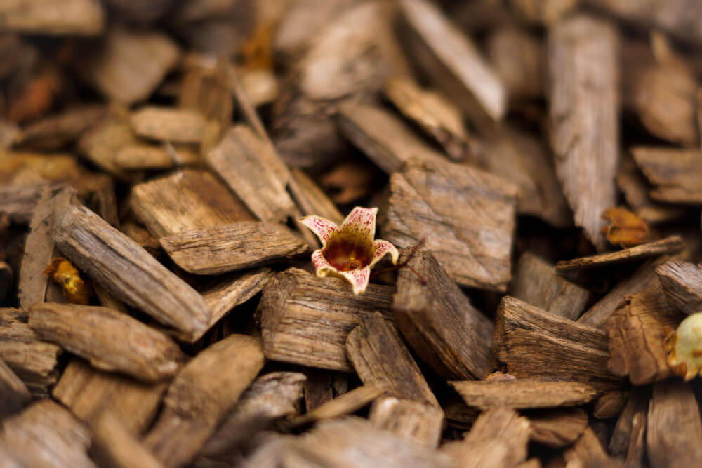 Oud, la madera aromática más exclusiva: qué es y cómo huele