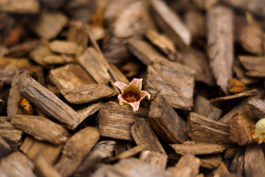 Oud, la madera aromática más exclusiva: qué es y cómo huele